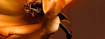 Obraz Panorámy Kvetov zs342